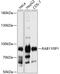 RAB11 Family Interacting Protein 1 antibody, 23-813, ProSci, Western Blot image 