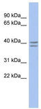 Transcription Factor 19 antibody, TA333897, Origene, Western Blot image 