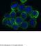 SCARA1 antibody, 50129-R004, Sino Biological, Immunocytochemistry image 