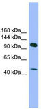 SEC23 Interacting Protein antibody, TA340159, Origene, Western Blot image 