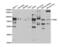 Fragile X Mental Retardation 1 antibody, abx004316, Abbexa, Western Blot image 