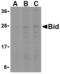 BH3-interacting domain death agonist antibody, TA306178, Origene, Western Blot image 