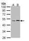 Jun Proto-Oncogene, AP-1 Transcription Factor Subunit antibody, orb315576, Biorbyt, Western Blot image 