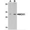 Mesenchyme Homeobox 1 antibody, MBS150345, MyBioSource, Western Blot image 