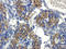 Cytochrome P450(scc) antibody, orb313866, Biorbyt, Immunohistochemistry paraffin image 