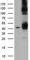 DnaJ Heat Shock Protein Family (Hsp40) Member A2 antibody, CF501711, Origene, Western Blot image 
