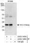 14-3-3 protein theta antibody, A303-145A, Bethyl Labs, Immunoprecipitation image 