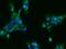 Aspartoacylase-2 antibody, 102759-T10, Sino Biological, Immunohistochemistry frozen image 