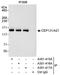 Centrosomal Protein 131 antibody, A301-416A, Bethyl Labs, Immunoprecipitation image 