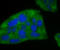 Ferritin Heavy Chain 1 antibody, A02401-2, Boster Biological Technology, Immunocytochemistry image 
