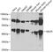 NELF-E antibody, 19-008, ProSci, Western Blot image 