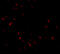Platelet Activating Factor Acetylhydrolase 1b Regulatory Subunit 1 antibody, 4287, ProSci, Immunofluorescence image 