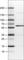 Akt antibody, AMAb90835, Atlas Antibodies, Western Blot image 