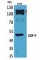 Growth Differentiation Factor 9 antibody, PA5-51102, Invitrogen Antibodies, Western Blot image 