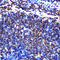 Major Histocompatibility Complex, Class II, DQ Alpha 1 antibody, GTX02828, GeneTex, Immunohistochemistry paraffin image 