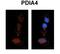 PDIA4 antibody, 31-288, ProSci, Enzyme Linked Immunosorbent Assay image 