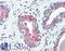 Solute carrier family 12 member 2 antibody, LS-A8904, Lifespan Biosciences, Immunohistochemistry frozen image 