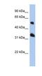 Tetraspanin 33 antibody, NBP1-91465, Novus Biologicals, Western Blot image 