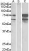 Neurexin-1-alpha antibody, PA5-18730, Invitrogen Antibodies, Western Blot image 