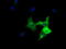 Cytoplasmic dynein 1 light intermediate chain 1 antibody, TA501507, Origene, Immunofluorescence image 