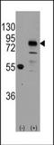Cadherin 9 antibody, orb137466, Biorbyt, Western Blot image 