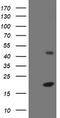 Eukaryotic Translation Initiation Factor 5A2 antibody, TA505083BM, Origene, Western Blot image 