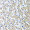 Protein Arginine Methyltransferase 2 antibody, LS-C346102, Lifespan Biosciences, Immunohistochemistry frozen image 