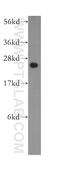 Mitochondrial Ribosomal Protein L9 antibody, 15342-1-AP, Proteintech Group, Western Blot image 