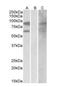 Rac GTPase-activating protein 1 antibody, orb18360, Biorbyt, Western Blot image 