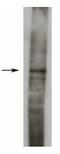Sphingosine Kinase 1 antibody, orb109149, Biorbyt, Western Blot image 