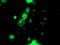 Protein disulfide-isomerase A4 antibody, LS-C173497, Lifespan Biosciences, Immunofluorescence image 