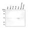 Serine protease HTRA2, mitochondrial antibody, SM6012, Origene, Western Blot image 