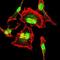 Calmodulin antibody, orb235054, Biorbyt, Immunofluorescence image 