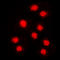 Cyclin-A1 antibody, LS-C354121, Lifespan Biosciences, Immunofluorescence image 