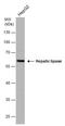 Hepatic triacylglycerol lipase antibody, GTX110336, GeneTex, Western Blot image 