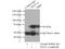 Negative elongation factor A antibody, 10456-1-AP, Proteintech Group, Immunoprecipitation image 