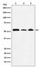 Non-POU Domain Containing Octamer Binding antibody, M03515-2, Boster Biological Technology, Western Blot image 