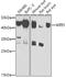 WD repeat domain phosphoinositide-interacting protein 1 antibody, GTX55842, GeneTex, Western Blot image 