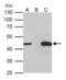 Tu Translation Elongation Factor, Mitochondrial antibody, GTX101763, GeneTex, Immunoprecipitation image 