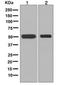 Fascin Actin-Bundling Protein 1 antibody, ab126772, Abcam, Western Blot image 