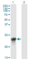 Biliverdin Reductase B antibody, LS-C196756, Lifespan Biosciences, Western Blot image 