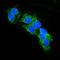 CD13 antibody, M02591-6, Boster Biological Technology, Immunofluorescence image 
