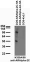 Adrenoceptor Alpha 2C antibody, 73-302, Antibodies Incorporated, Western Blot image 
