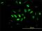 Transcription Factor Dp Family Member 3 antibody, H00051270-M01, Novus Biologicals, Immunofluorescence image 