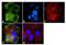 G Protein-Coupled Receptor Kinase 1 antibody, MA1-720, Invitrogen Antibodies, Immunofluorescence image 