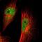 Glia Maturation Factor Beta antibody, NBP1-89755, Novus Biologicals, Immunocytochemistry image 