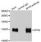 Exportin-5 antibody, orb247633, Biorbyt, Immunoprecipitation image 