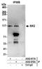 Salt Inducible Kinase 2 antibody, A302-677A, Bethyl Labs, Immunoprecipitation image 