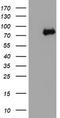 Neurolysin antibody, TA503978, Origene, Western Blot image 