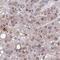 Zinc Finger Protein 691 antibody, HPA062527, Atlas Antibodies, Immunohistochemistry frozen image 